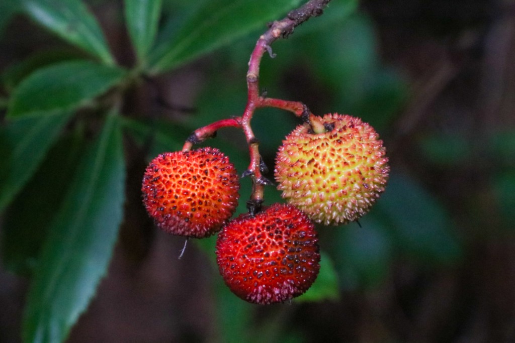 fruits